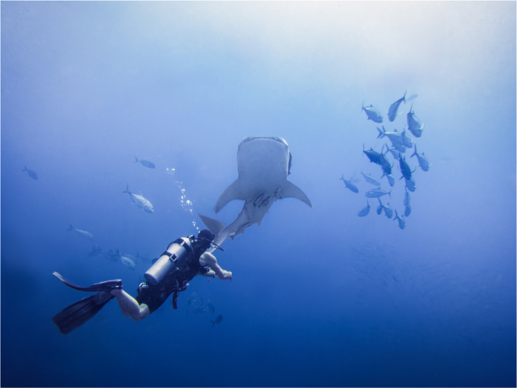 Whale shark up close