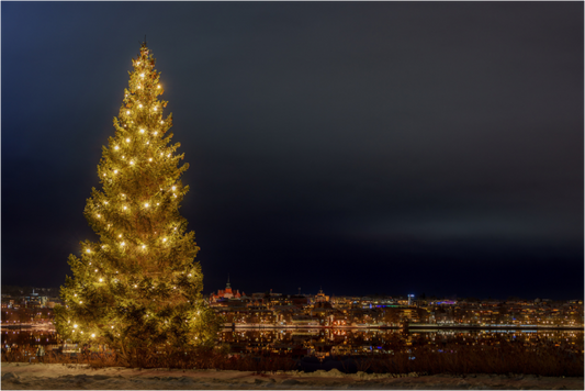 Christmas tree in the city