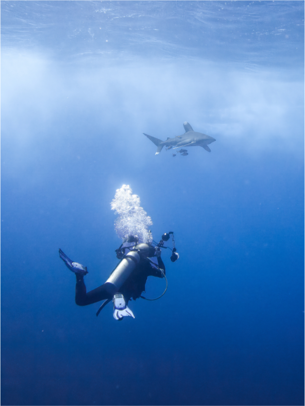 Shark spotting