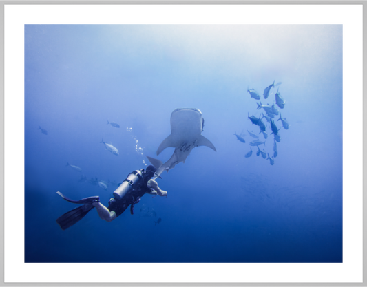 Whale shark up close