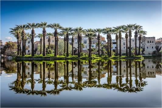 Palm trees in mirror