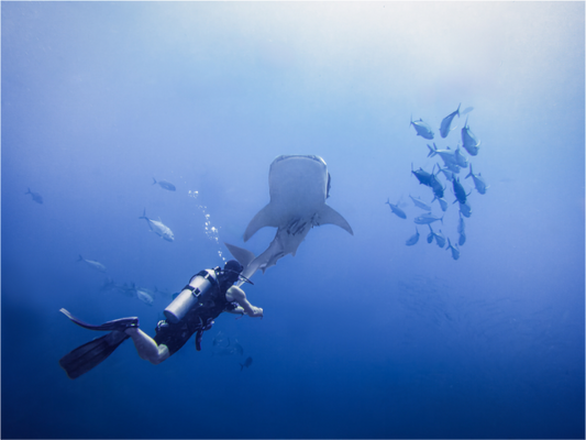 Whale shark up close
