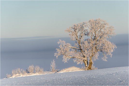 Winter tree