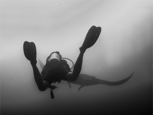 Chasing manta